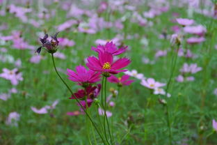 野花影视大全在线观看6的观看优势与技术特点