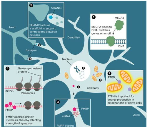爱寻迷的成因探索