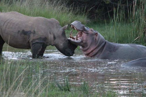 河马剧场简介与优势