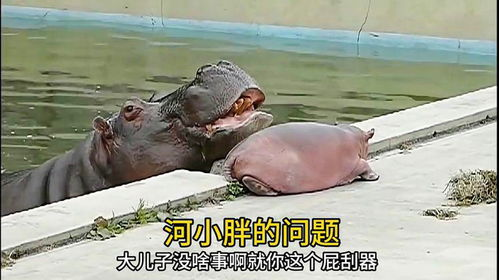 河马剧场常见问题与解决方案