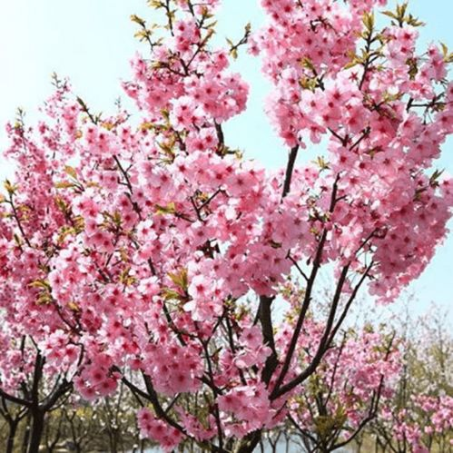 樱花动漫网站简介与特点