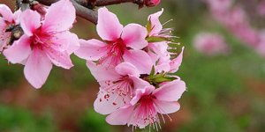 玉女桃花轻蜜粉03的产品特点与魅力