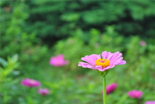 韩国野花资源官方免费渠道
