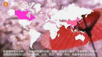 樱花视频平台概述与优势