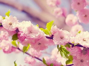 樱花视频观看体验优化技巧