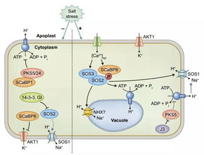 心理机制：名字呼唤的情感触发原理
