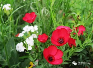 野花视频在线观看平台的选择与比较