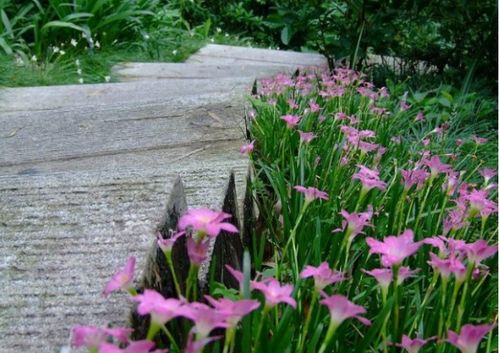 野花视频在线观看的安全性与隐私保护