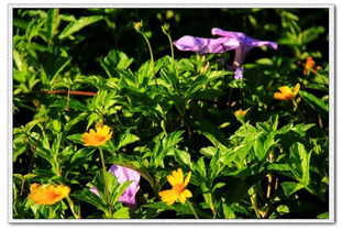 野花视频在线观看的内容分类与搜索技巧