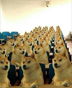 区分原生DOGE与ERC-20 DOGE：关键差异