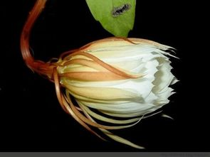 2025年的PC版：从“昙花一现”到“长线运营”的生存逻辑