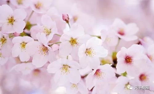 30. 日本季节性产品,日本季节气候