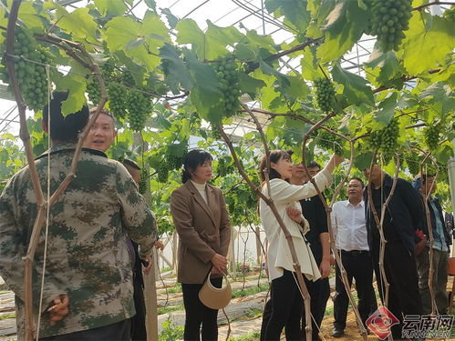 科技赋能，葡萄产业新升级